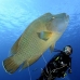 wrasse_napoleon_bc_v_0061_pal1240.jpg